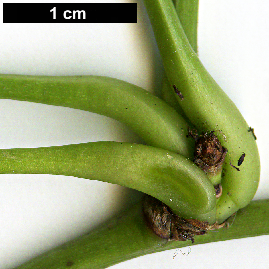 High resolution image: Family: Lardizabalaceae - Genus: Akebia - Taxon: ×pentaphylla (A.quinata × A.trifoliata)